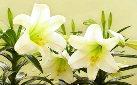 �������ϵİٺϻ��������(ʵ��)