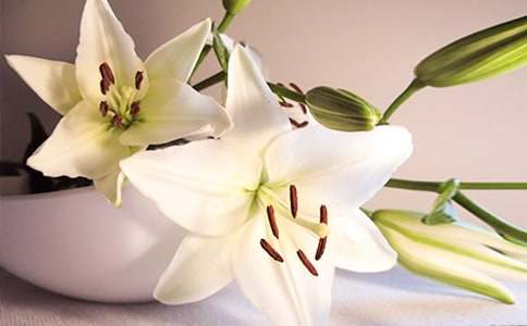 �����ϵİٺϻ������450��