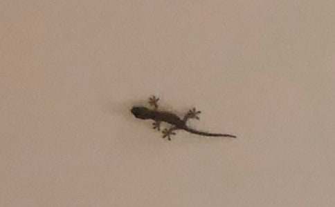 《小壁虎借尾巴》教学反思