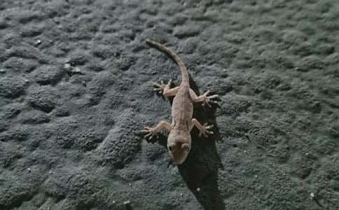 小壁虎借尾巴教案