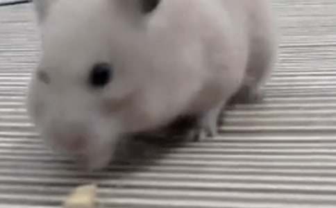 ��������С�������꼶���ĺϼ�10ƪ