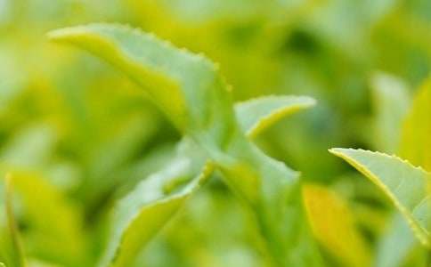 茶叶的服务概述总结