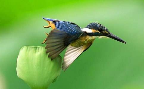 ������˵�θ�