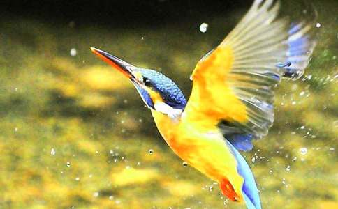 《翠鸟》教学设计15篇