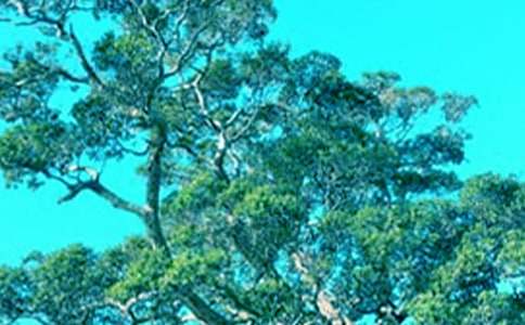 С�ݺʹ����Ķ����