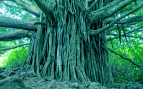 小河与大树教案