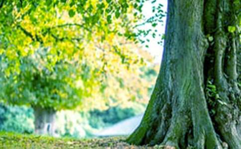 大树的自我介绍