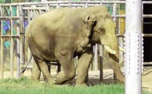 ��������꼶��ѧ�²�Ľ�ѧ�ƻ�����ѡ12ƪ��