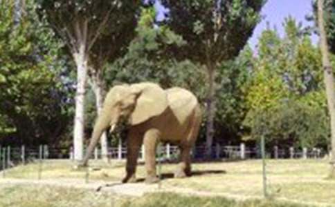 小班韵律教案大象与小鸟