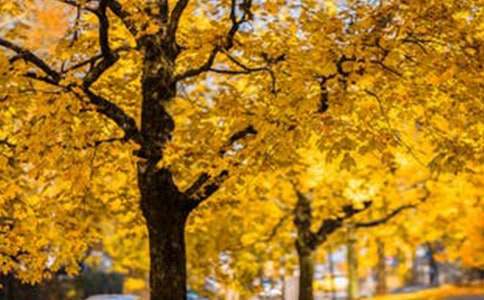 ��ѡ���꼶�羰���Ļ��ʮƪ