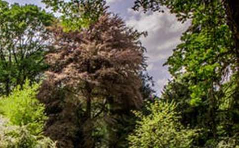 �����ķ羰�߳�������