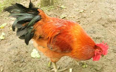 ��С������СѼ�ӡ���ѧ���