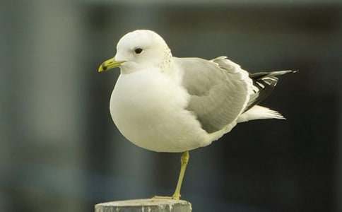 ��Ÿ����ɭ����л��(15ƪ)