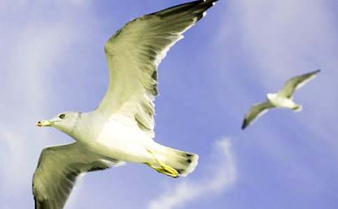 ��Ÿ����ɭ�����