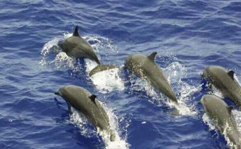 (热门)蓝色的海豚岛读后感