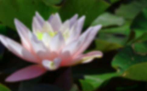 ����ѡ�����꼶�ɻ�����300����ƪ