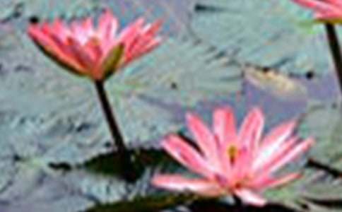 《荷花》教学设计(15篇)