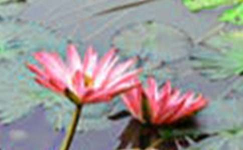 【推荐】荷花五年级作文汇总10篇