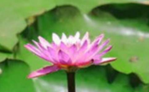 ���ɻ���˵�θ�(15ƪ)