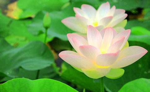 ���ɻ�����ѧ��˼