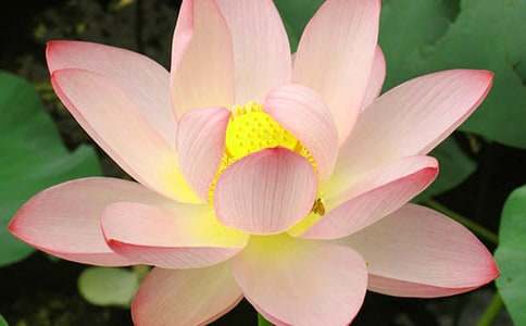 课文《荷花》教学反思(合集15篇)