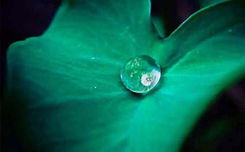 荷叶圆圆优秀教学设计7篇(优)