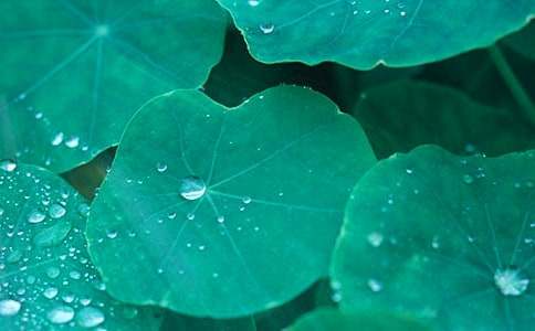 ����ҶԲԲ��˵�θ�