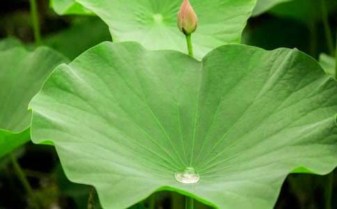 《真想变成大大的荷叶》教学设计及评析