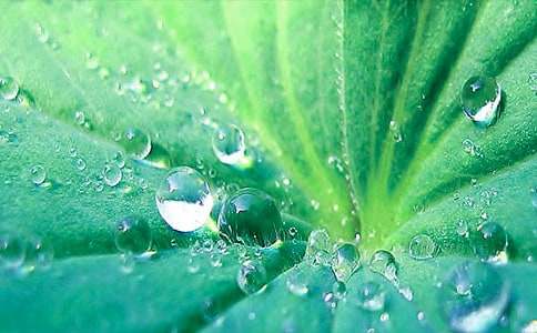 (精品)《荷叶圆圆》教学反思15篇