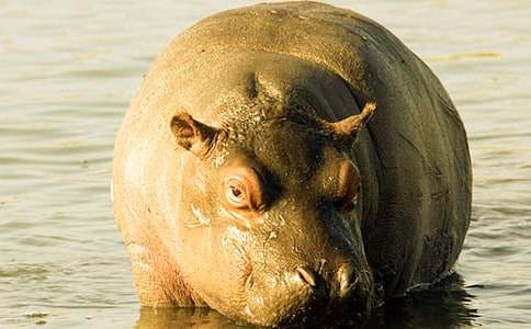 《scratch游戏案例—飞翔的河马》教学设计