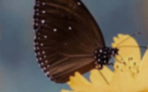 《美丽的蝴蝶》说课稿