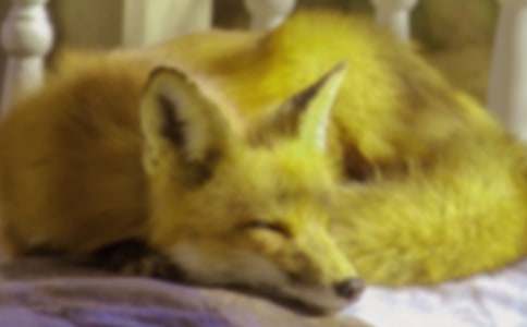 �����˲���ĺ���ְ֡��и�15ƪ��������