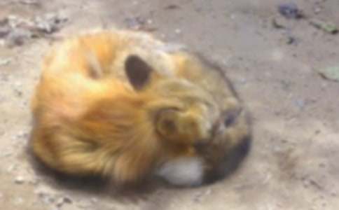 了不起的狐狸爸爸读后感(15篇)