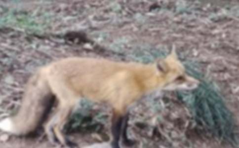 狐狸和乌鸦说课稿(11篇)