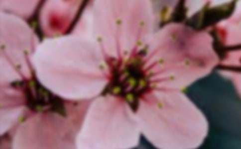 ��������Сѧ����