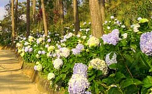 《巨人的花园》教学设计