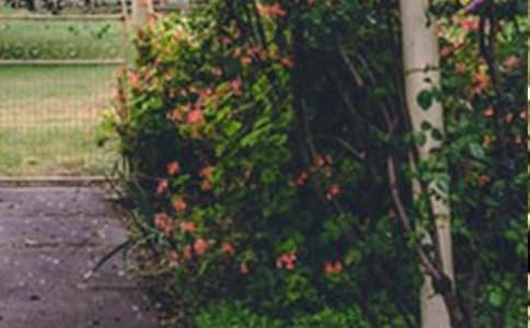 �����˵Ļ�԰��˵�θ�����