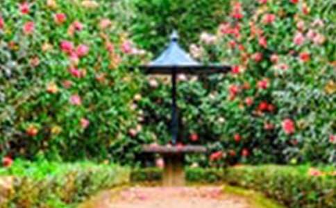 �����˵Ļ�԰��˵�θ�