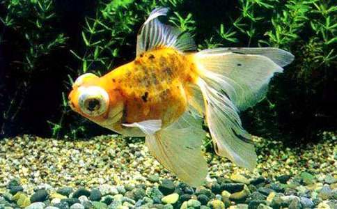 �����㡷�̰�