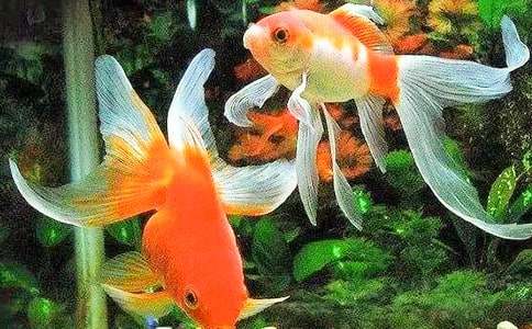 ��ѡС������꼶����300��10ƪ