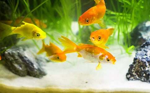 �������ϵĽ��㼧���ۺ��13ƪ