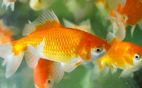 ��������꼶����