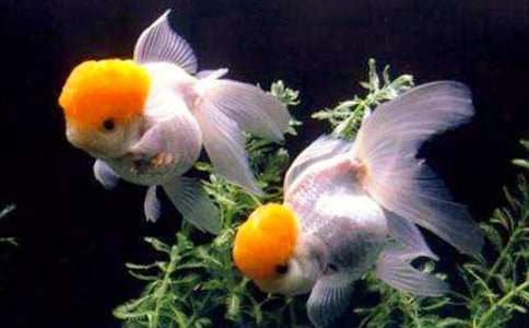 ����Ʒ��С������꼶���Ļ���ƪ