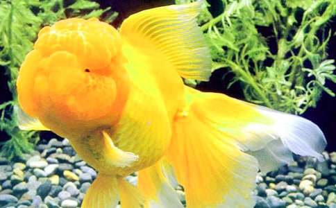 �����������꼶�������Ľ���10ƪ