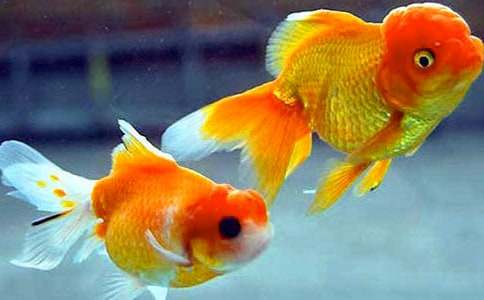 �������꼶���Ļ�����ƪ