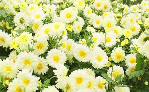 关于六年级菊花的作文集锦五篇