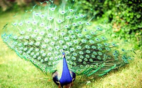 孔雀东南飞读后感大全15篇