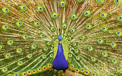 《孔雀东南飞》教学设计模板(精选5篇)