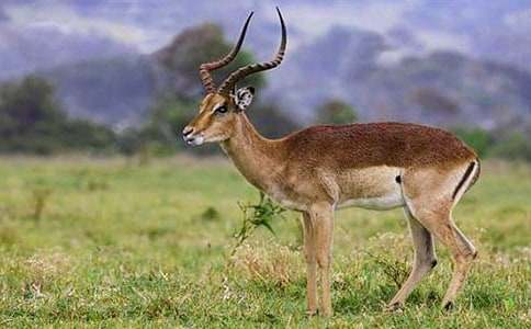 藏羚羊的故事读后感