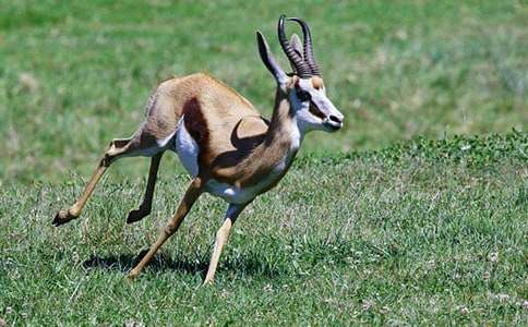 《藏羚羊跪拜》读后感(集合3篇)